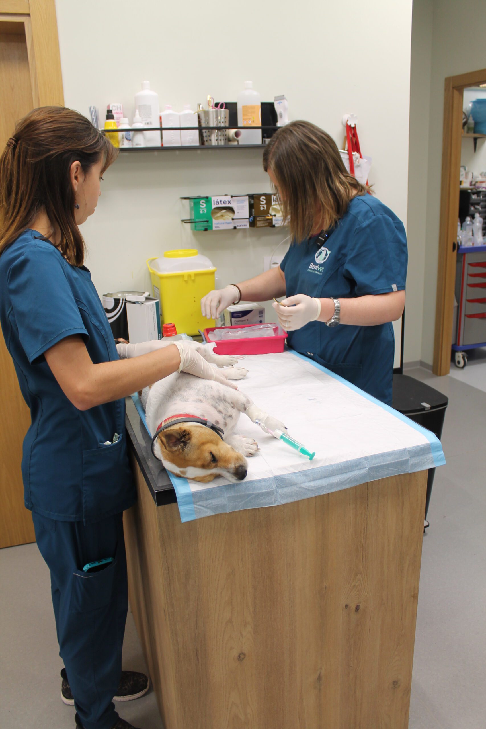 Veterinarias con bata azul atendiendo a un perro Jack Russell sedado sobre mesa de exploración en clínica veterinaria