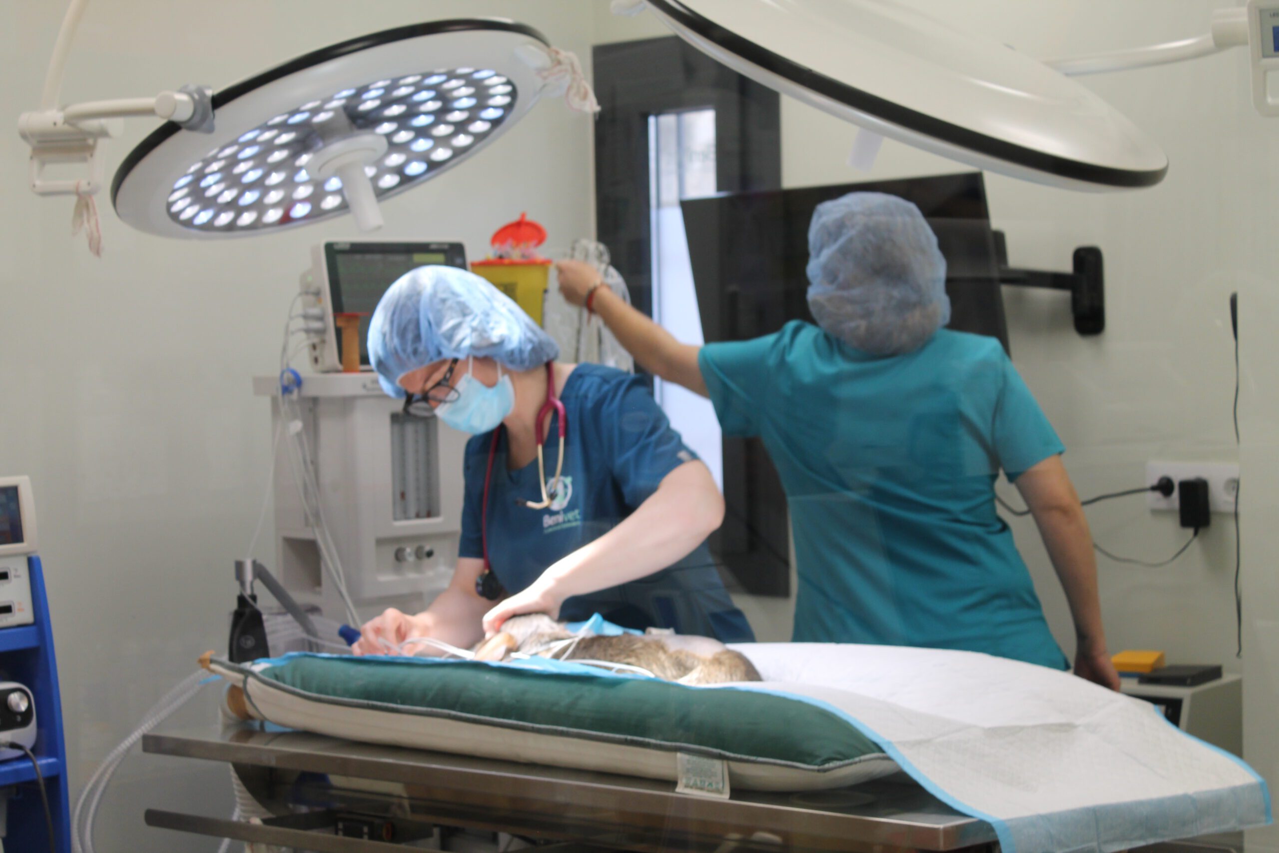 Veterinarias con gorro quirúrgico y mascarilla preparando animal anestesiado en mesa de operaciones bajo lámpara LED