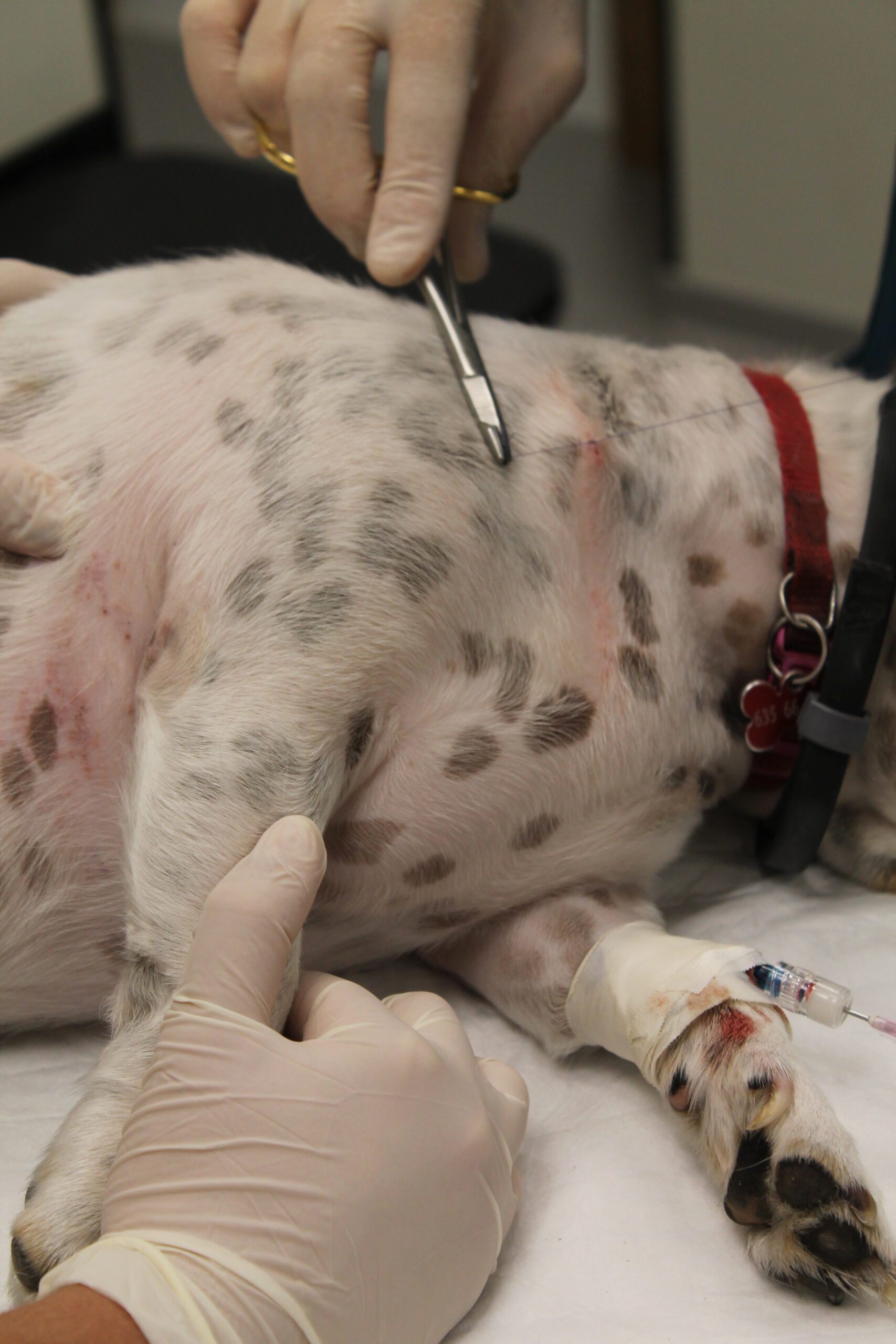 Veterinario realizando procedimiento médico a dálmata con IV en pata sobre mesa de consulta