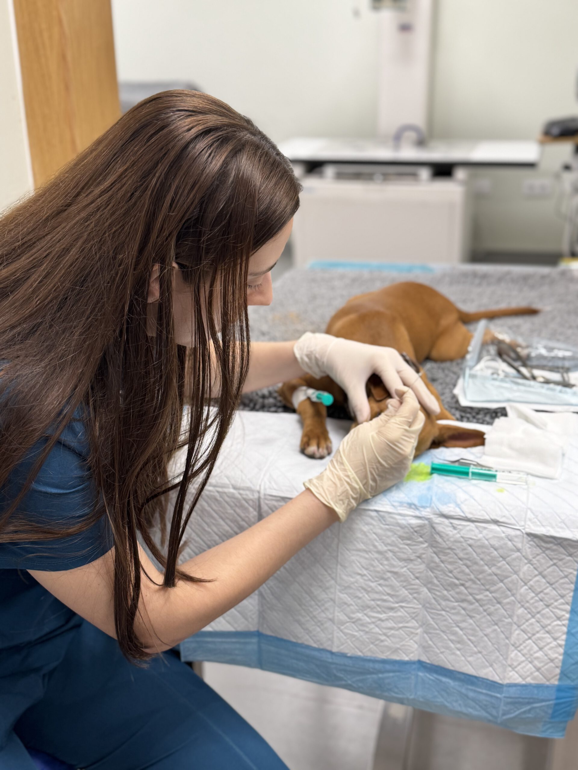 Veterinaria con guantes colocando catéter intravenoso en la pata de un perro marrón sobre camilla clínica
