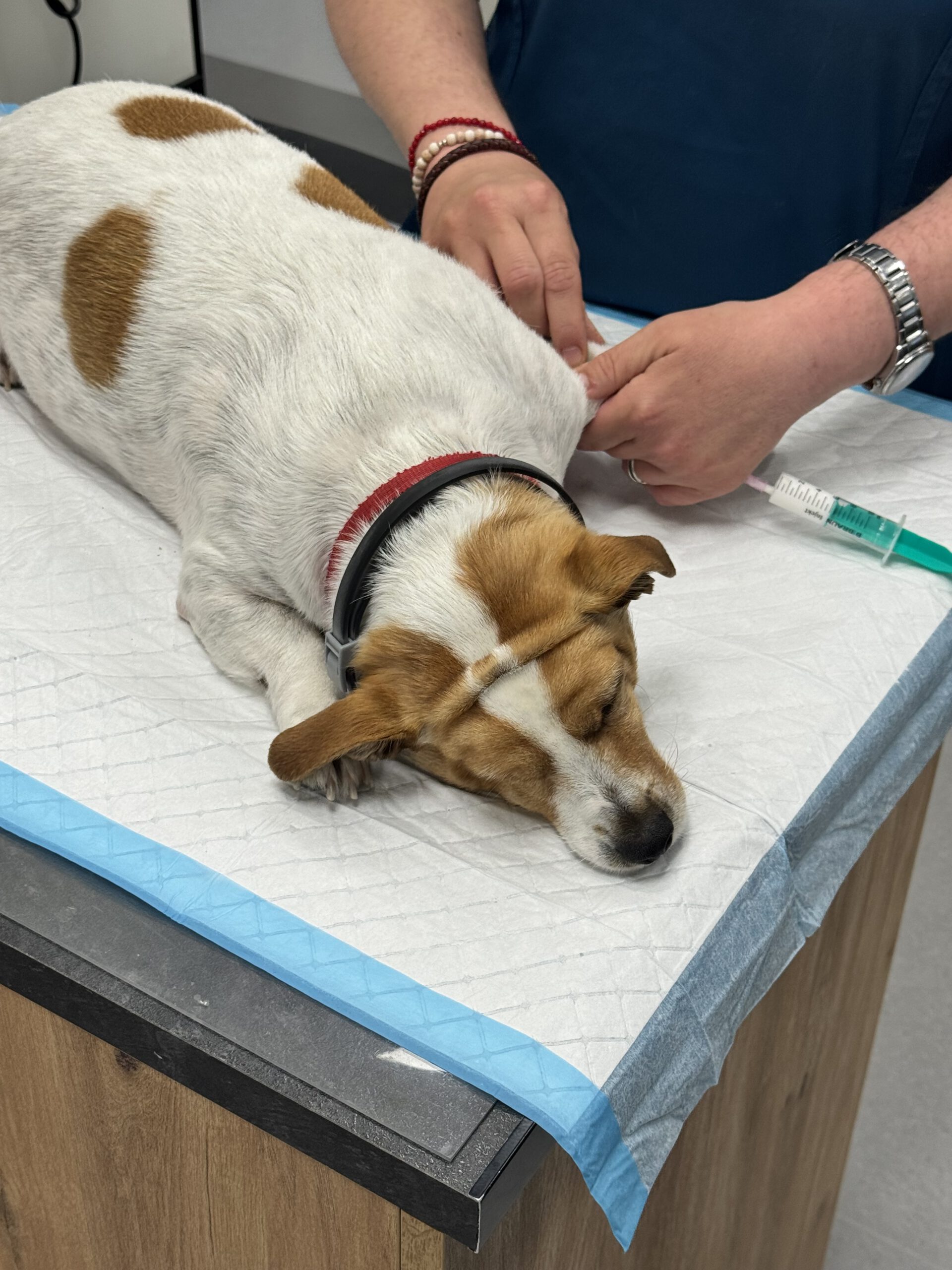 Perro Jack Russell Terrier en camilla veterinaria recibiendo inyección con jeringa de manos del veterinario