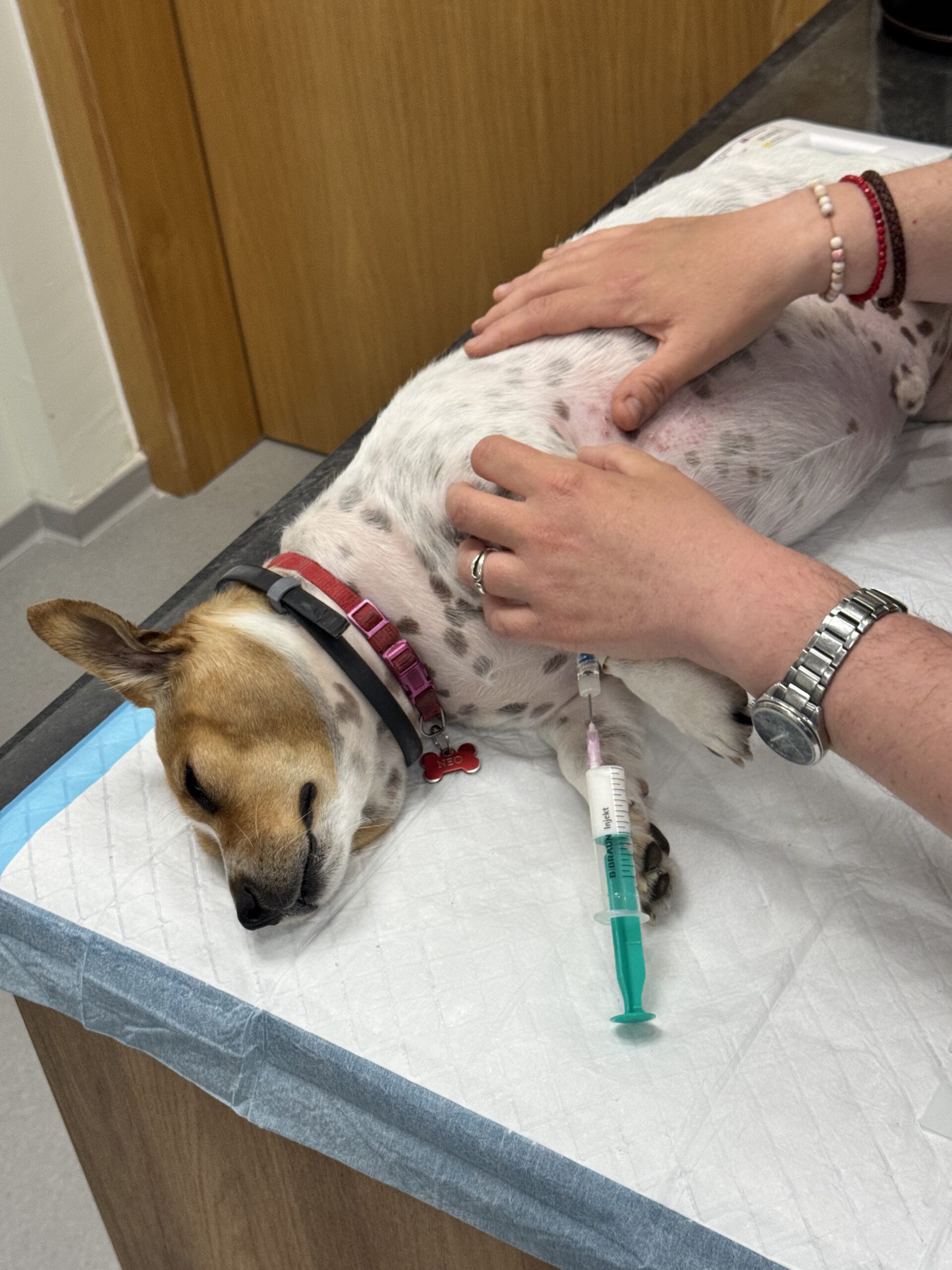 Perro mestizo con collar rojo recibiendo inyección en camilla veterinaria mientras dos personas lo sujetan