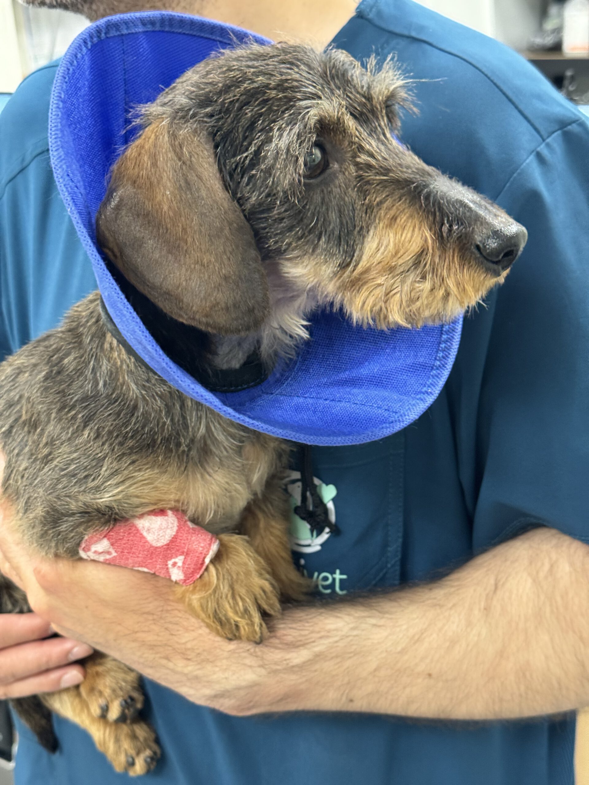 Cachorro dachshund wire con collar isabelino azul y vendaje rojo en la pata, sostenido por veterinario